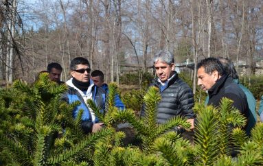 LONQUIMAY SE ARBORIZA CON EL APOYO DE CONAF